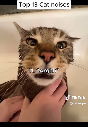 Top 13 Funny Cat Noises You Need to Hear
