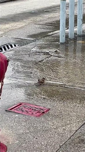 Adorable Sparrows Making a Splash! 😂💦🐦
