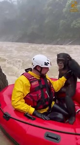 1.1K reactions · 39 shares | When the river turned violent, one kayaker chose to risk everything to save a baby chimpanzee and its mother. #rescue #chimpanzee #river #nature #hope | Animal Moments | Facebook