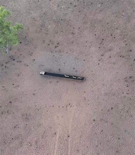 Even the dingos need a swim Channel Country QLD Photo owner @diamond_helicopters | Outback Cobber