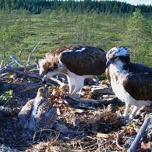 E#30B | Review mother bird feeding her chicks in the nest | the babies bird are adorable! | Parent birds brings food to feed their babies #birdwatching #birdlovers #birdsofinstagram #birdphotography #birds #birdlife #reviewbirdnest #birdlife #motherbird | Luck16