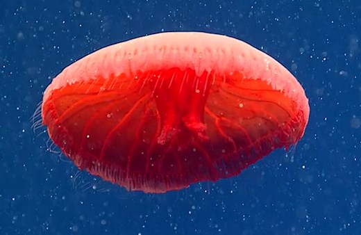 Mysterious blood-red jellyfish may be rare species unknown to science, researchers say