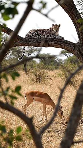 The ultimate wildlife camouflage! 🌳🐆