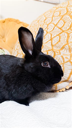 Robin + BB Team on Instagram: "#rabbitbehavor lesson today with Avery, one of our mixed breed #rescuerabbits . Cage aggression does NOT mean a rabbit hates you, or people in general. Being aggressive while in their cage is an instinctual response to someone else coming into their “burrow.” In nature, female rabbits are fiercely protective of their burrow space and use this small underground chamber to build their nest, take quiet naps, or be alone with their thoughts. Are they meditating on how