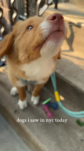 It was definitely dog-o-clock on today’s commute home 🥰🫶 1st dog - @hudson_brewster 3rd dog - Havana available soon thru @waldosrescue ! | Katie and Tate’s Foster Mates