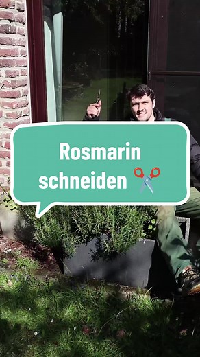 Rosmarin richtig zurückschneiden für kräftigen Wuchs
