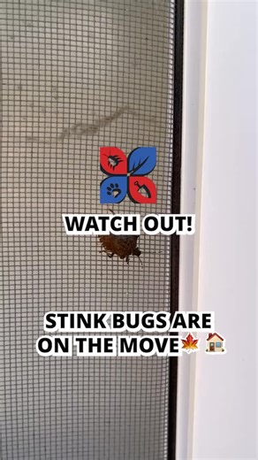 Fall is here & so are the Stink Bugs. A quick reminder: Stink Bugs are overwintering pests, meaning they will try to move indoors to avoid colder temperatures. Visit DoMyOwn.com to learn how to defend your home from Stink Bugs and more common fall pests ✅ #pestcontrol #pestproblem #pestfree #pest #home #house #fall #october #diyprojects #diy #howto #domyown | Domyown.com - DIY Pest Control, Lawn Care, and More | Facebook