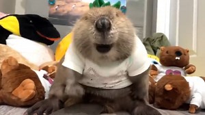 Rescue Beaver Builds Dam With Stuffed Toys - 1Funny.com