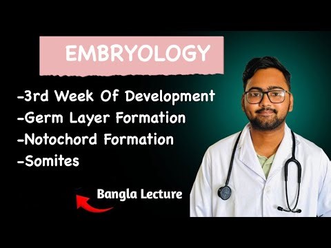 3rd Week Of Development | Embryology | Bangla lecture