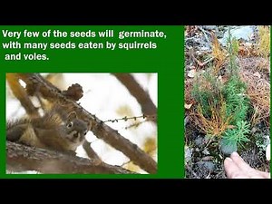 Learn About Alaska’s Larch Trees