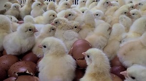 49K views · 936 reactions | Guess this breed? | Cackle Hatchery | Facebook