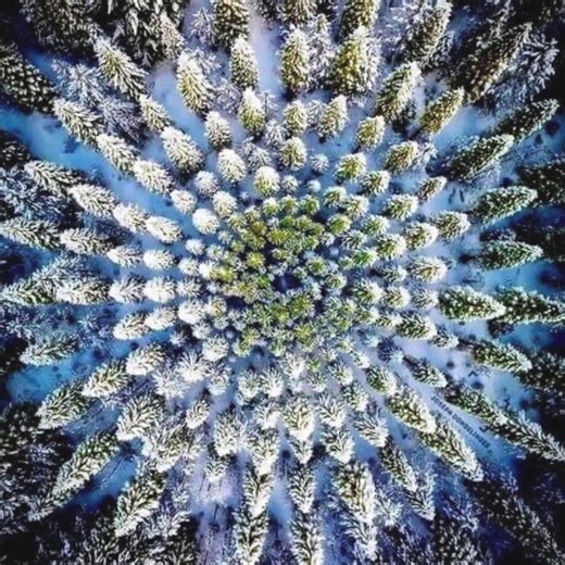 Have you ever heard of a #NelderPlot? Also called a Nelder Wheel or Nelder Fan, it’s a systematic design in which trees are planted at the intersection of circular arcs and linear spokes. This geometric positioning allows for many different planting densities to be examined in a single plot. Isn’t #MathInNature mesmerizing? 🌳🤩 #Mathnasium #Geometry #GeomeTree | Mathnasium of Rolling Hills Estates