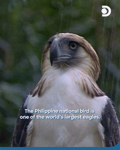37K views · 201 reactions | Behold the Philippine Eagle! One of the largest and rarest eagles in the world. ​​ Endemic to the Philippines, this majestic predator soars with a wingspan of 2 meters and a crown of striking feathers.​ Critically endangered, it hunts monkeys, lemurs, and snakes in dense forests. Every sighting is a glimpse of nature’s apex predator. #PhilippineEagle #Philippines #Eagle #Wildlife #DiscoveryChannelSoutheastAsia | Discovery Channel Southeast Asia | Facebook