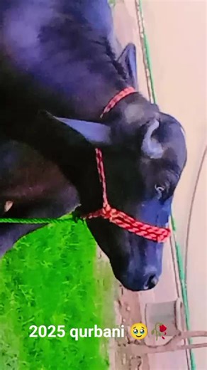 I'm the topper queen of school (@im.the.topper.que)’s videos with original sound - 𝙝𝙚𝙧 𝙠𝙞𝙣𝙜<3🌸🤍