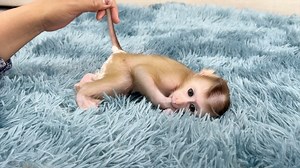 96K views · 1.9K reactions | Baby Monkey Jelly Get Diaper Rash Today | Monkey Daily | Facebook