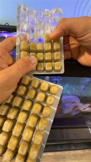 Am I Overfeeding My Fish?