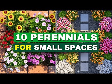 10 Essential Perennials for SMALL SPACE GARDENS That Thrive