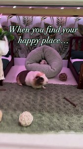 "A little chillier outside than usual this morning but Katy is perfectly warm and cozy. 😌" (Video credit to Instagram page poshpigs.ig: ww.instagram.com/poshpigs.ig) | Guinea Pig Zone
