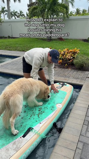 Idk anymore 🤷🏼‍♀️ #goldenretriever #dogsoftiktok #funny #dogsoftiktokviral #puppy