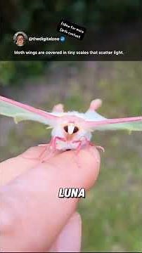 Moth fun facts! 🦋😲