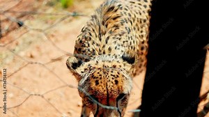Beautiful Cheetah in Namibia, Africa
