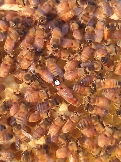 Ligustica Königinnen Zucht - Imkerei Vandenhende