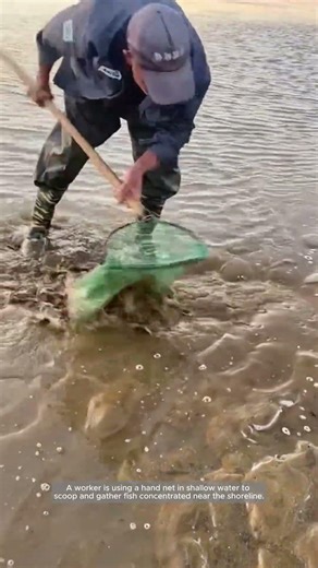Scooping Fish by Hand Net in Shallow Water