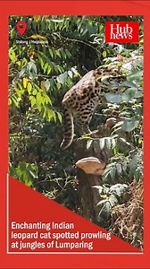 WATCH | Enchanting Indian leopard cat spotted prowling at jungles of Lumparing Leopard Cat spotted at Lumparing Reserve Forest in Shillong. The video, captured by KHADC MDC Bajop Pyngrope, was shared to HubNews. The MDC wishes to convey a quick message: Forest fires pose a grave danger to these beautiful wild animals. He also urges people not to disturb or harm these magnificent creatures. #news #newsupdates #Lumapring #MDC #HubNews | NE Media Hub