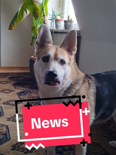 #dogtok #comedy #hund #hundeleben #dog