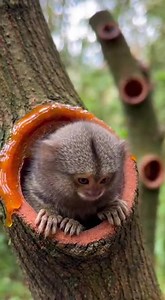 Leaf Flex ASMR as a Tiny Body Finally Relaxes 🎧🍃 #leafasmr #animalasmr #pygmymarmoset #sleepcore #softsounds #calmanimals #naturevibes #shortsfeed #fyp | Animals Little