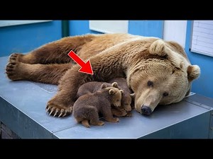 MOTHER BEAR gave birth to FIVE cubs – then something INCREDIBLE happened!