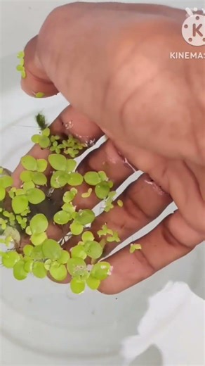 how to set a fish tank in steps😅