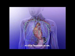 内分泌腺的功能 三维立体动画演示 #人体解剖学 Function of endocrine glands 3D animation demonstration #humananatomy