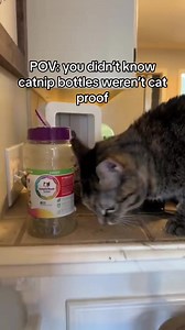 I did not secure the goods #cats #carnip #crazycats | kuzcopluscleo