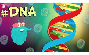 What Is DNA？ ｜ The Dr. Binocs Show - Best Learning Videos For Kids