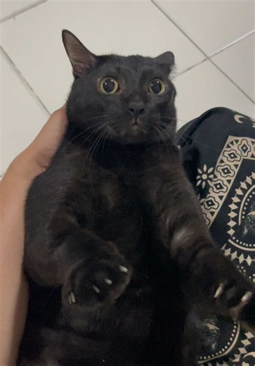 พ่อไม่อยู่พอดี ยกให้คนอื่นเลยดีไหม หึ!!! #แมวดำ #คาร์บอน 🖤🐈‍⬛