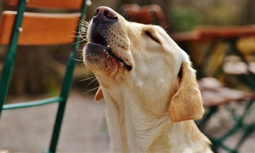 Some Dogs ‘Sing’ in Tune With Music, Study Shows