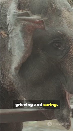 Amazing Animal Facts That Will Surprise You 🐾🌍 #didyouknow #facts