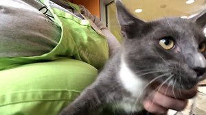 1.4K views · 47 reactions | UPDATE: ADOPTED Shen is a shy but sweet...