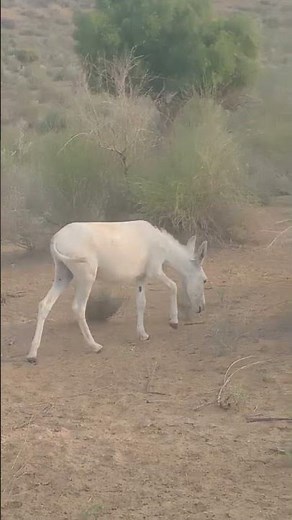*"Donkey Walking Slowly in Peace 🫏🌾 | Relaxing Village Life Moment"*