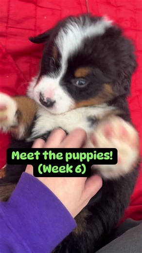 Meet the puppies (6 weeks old) - - - Www.bernerlandia.com #bernesemountaindog #bernesemountaindogpuppy #puppy #bernese #dog