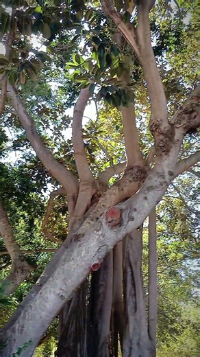 #nature #music #viral #slowliving #art