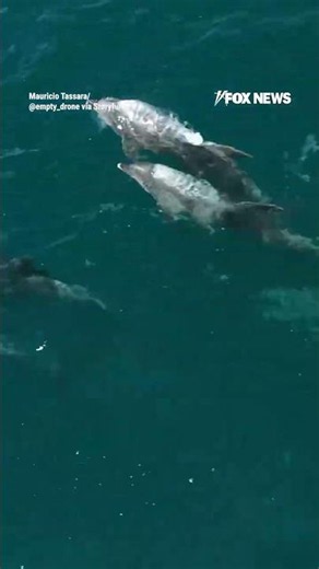 Drone catches DOLPHINS leaping through California waters #foxnews #news #us #fox