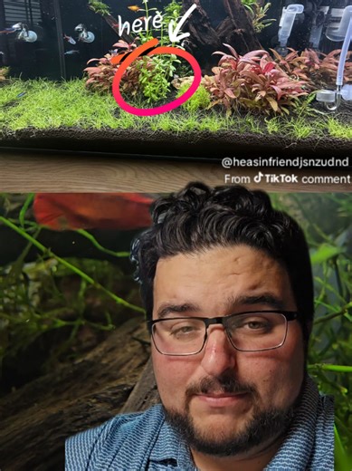 EP. 5 - Rating your fish tanks!! Follow along to have yours rated! love all the submissions @MagnusAquatics @George #plantedtank #fishtok #fishtank #ratethetank #beginnerfishkeeping