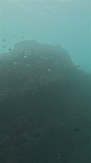 [Ocean log]2026/08/15 #scubadiving #divng #asmr #gopro #travel #ocean