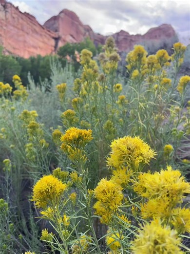 Little canyon swim 🧡🩵 #hiking #outdoors #canyon #wanderlust #desert