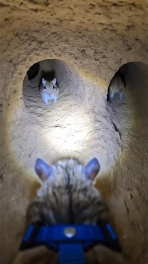 What a Gerbil Sees at Night – Micro Cam Footage