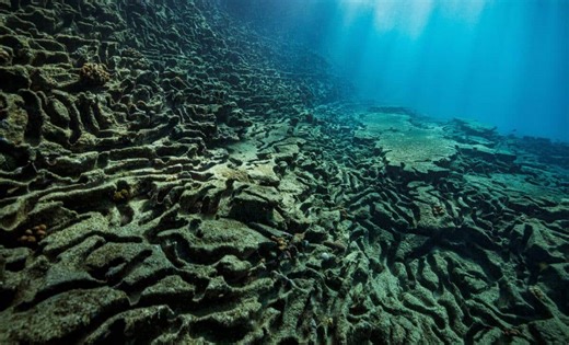 Scientists discover active underwater volcano covered with up to a million giant eggs off Canada