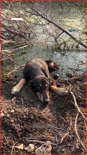 This Dog Was Stuck In The Water For Days, Until Rescues Came. Keep up with KAW on Instagram https://www.instagram.com/kannan_animal_welfare/ | iHeartDogs