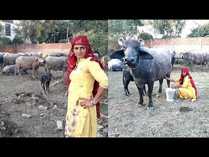 INDIAN GUJJAR VILLAGE WOMEN || INDIAN RURAL LIFE || VILLAGE LIFE OF PUNJAB (INDIA)|| GAON KI ZINDAGI